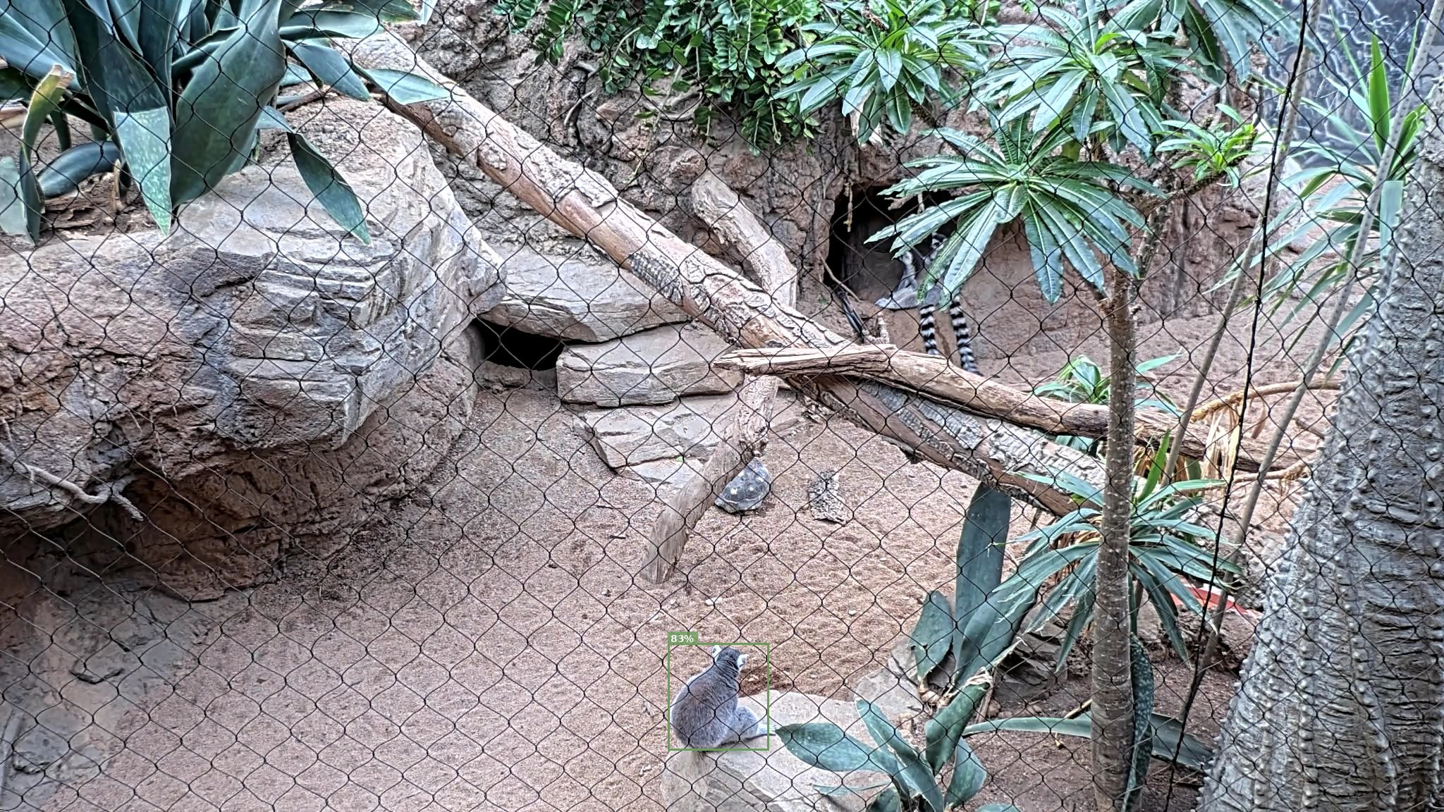 Mammal