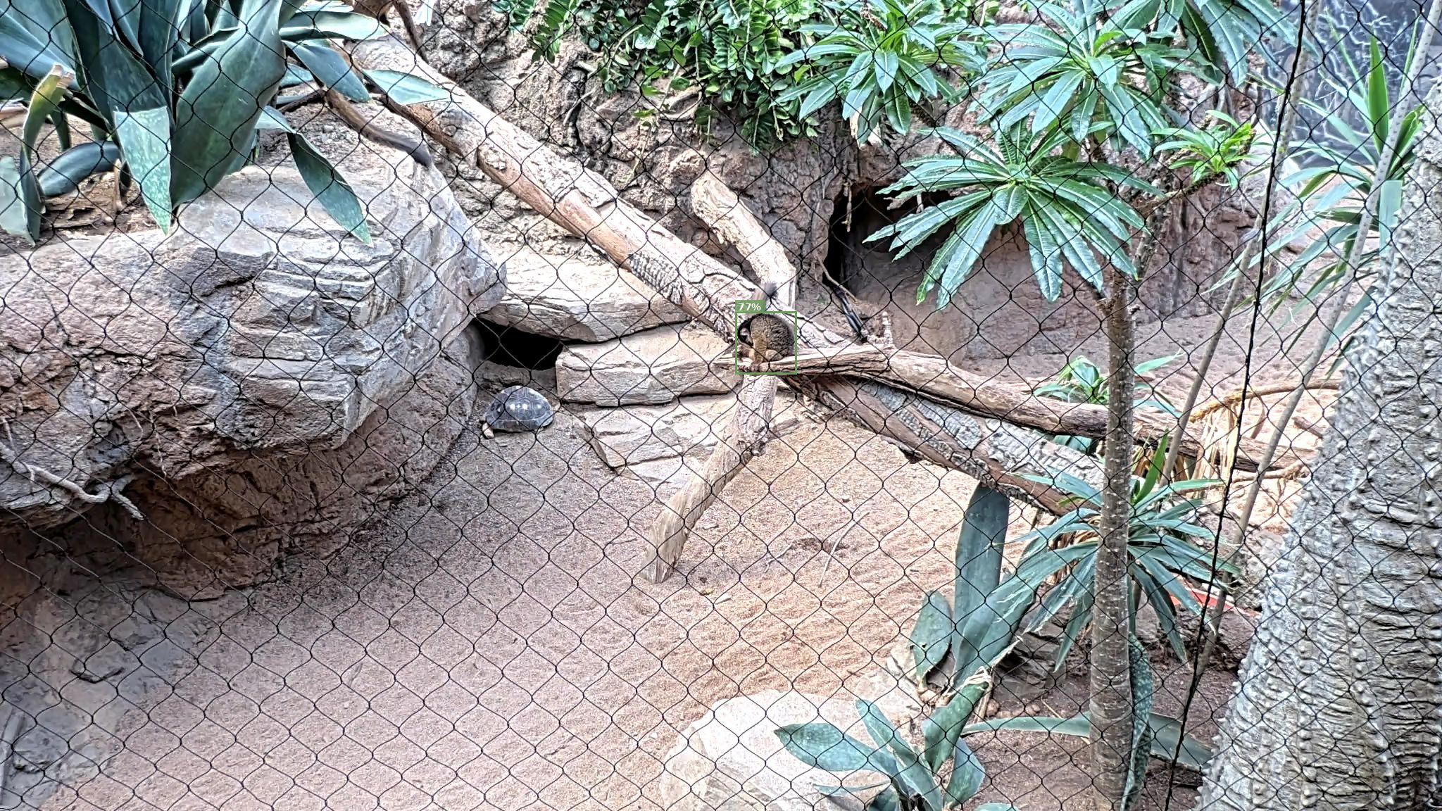 Mammal