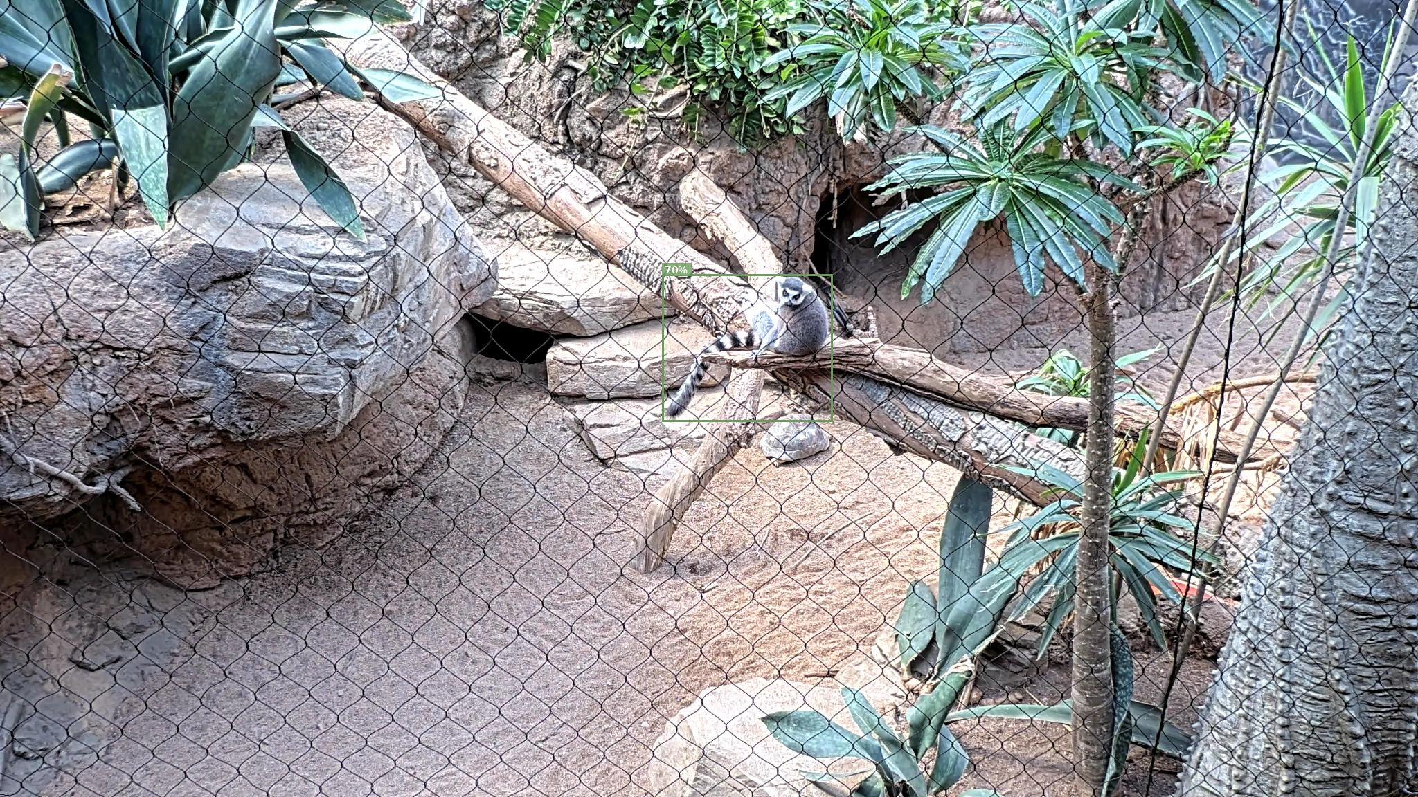 Mammal
