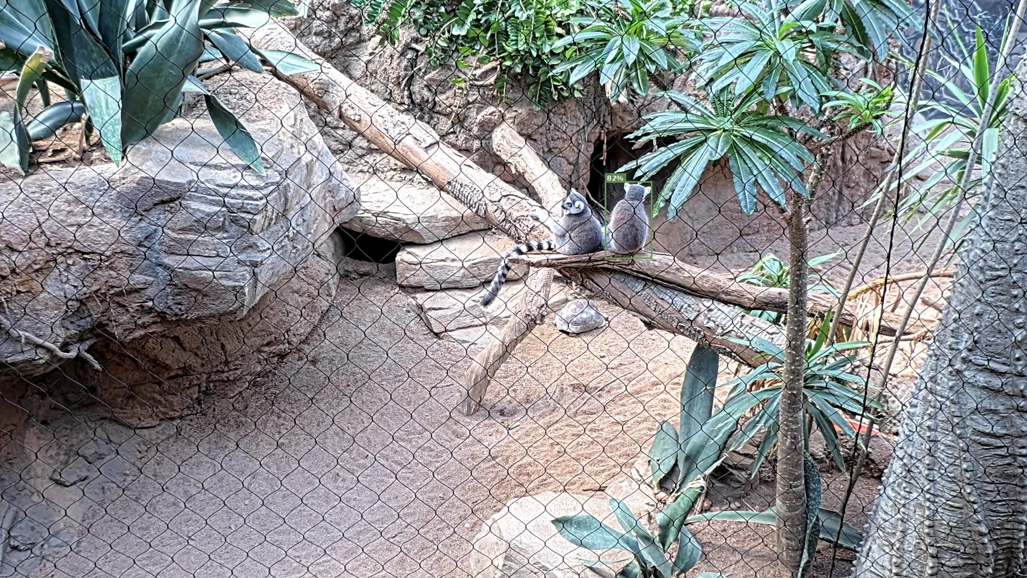 Mammal