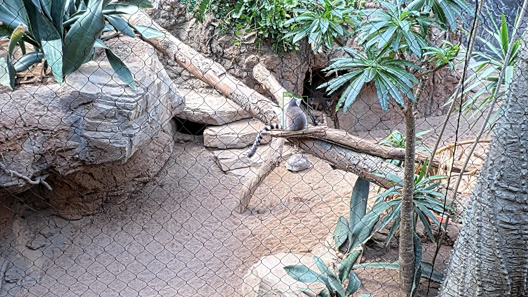 Mammal