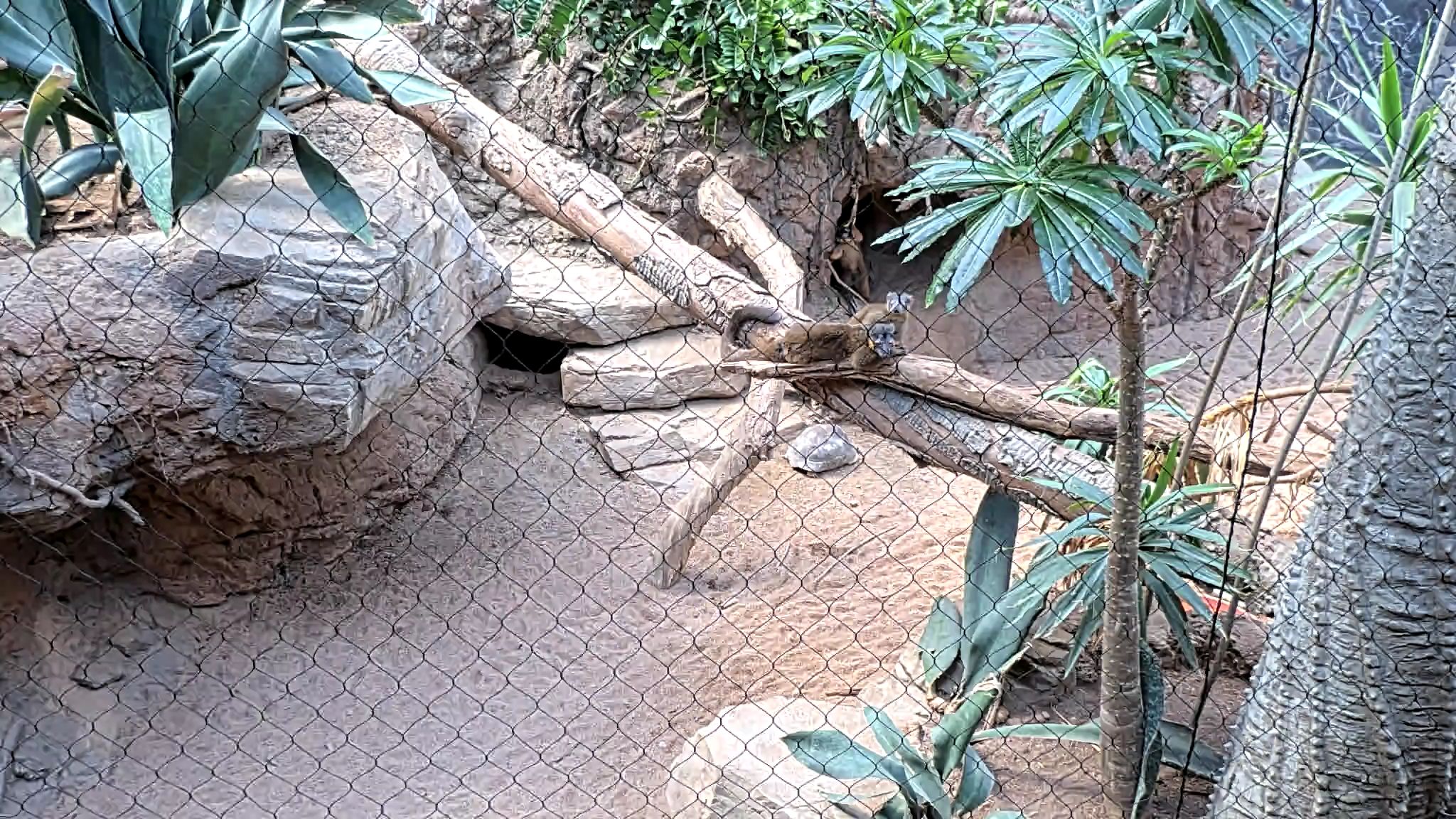 Mammal