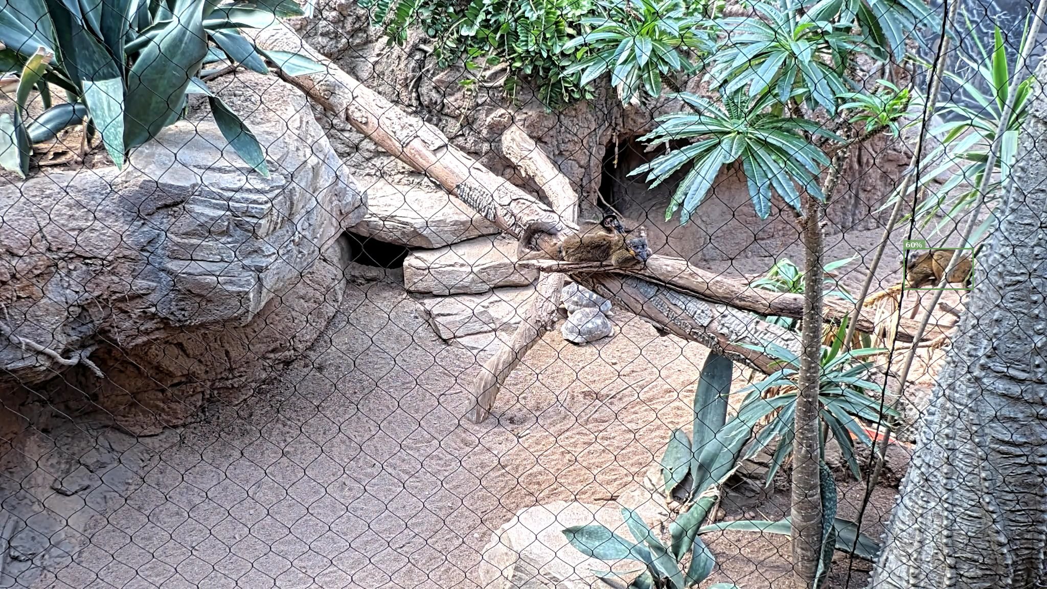 Mammal