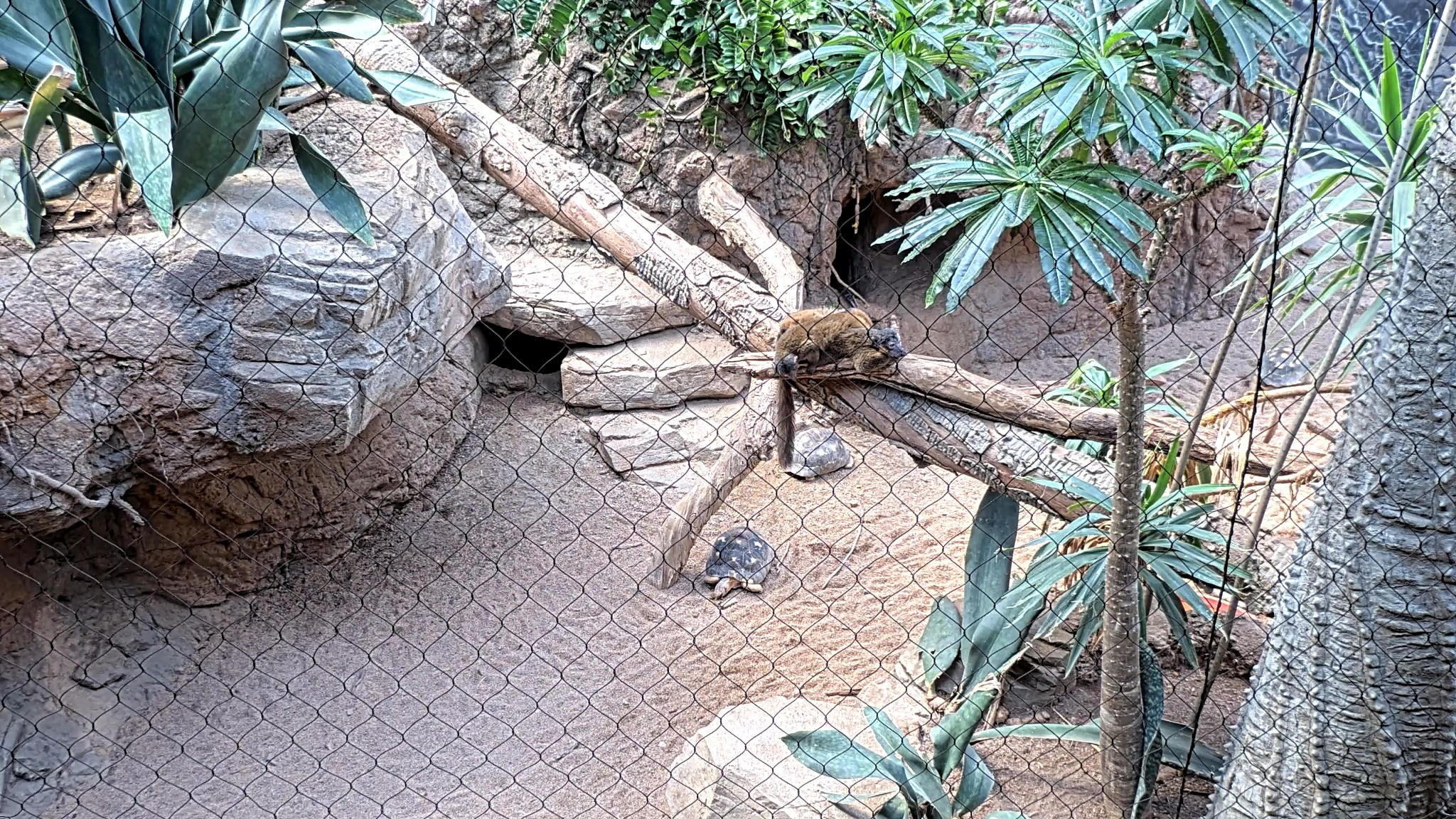 Mammal