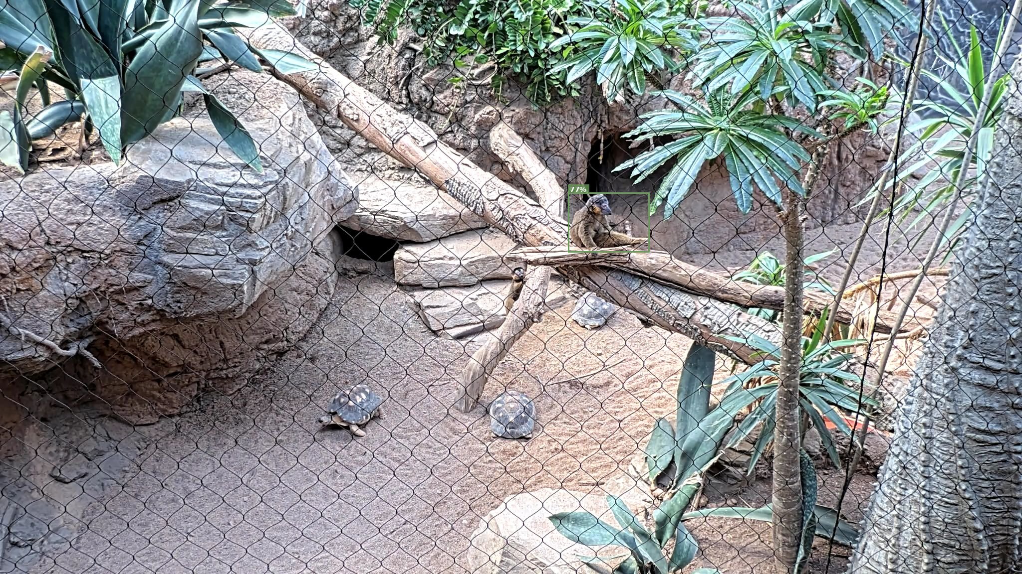 Mammal