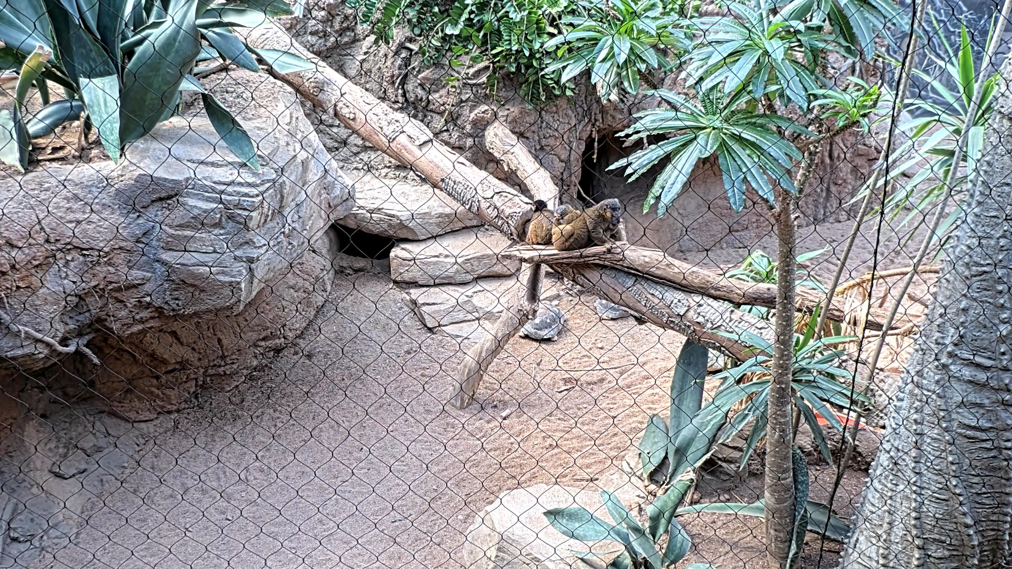 Mammal