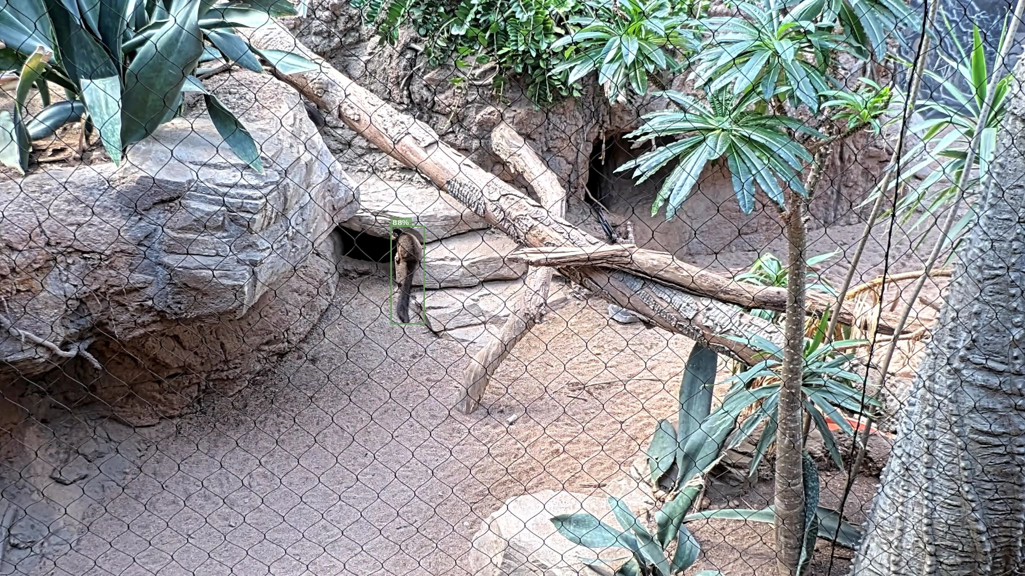 Mammal
