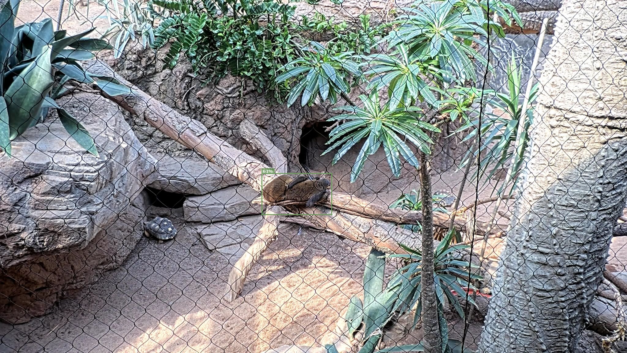 Mammal