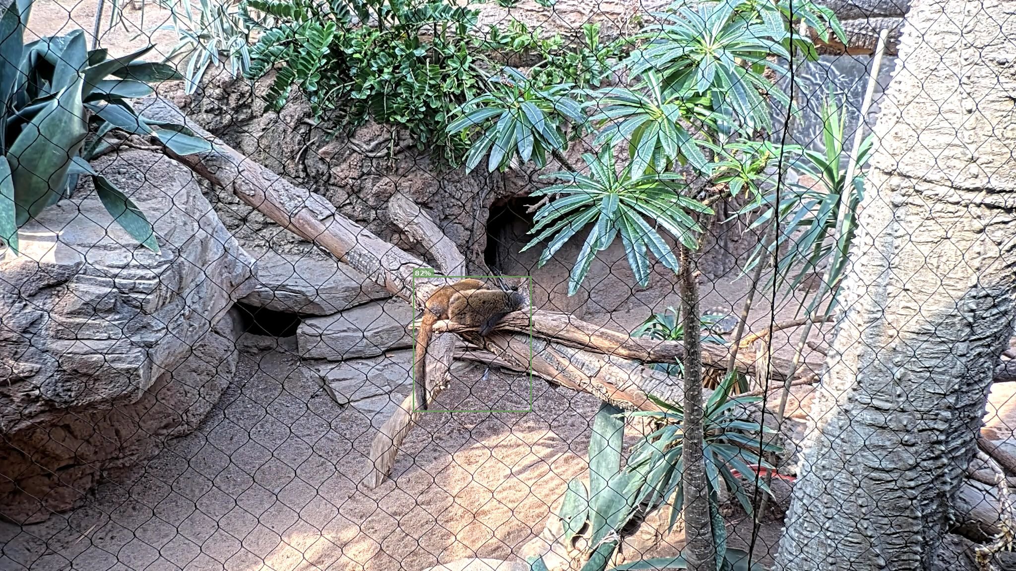 Monkey