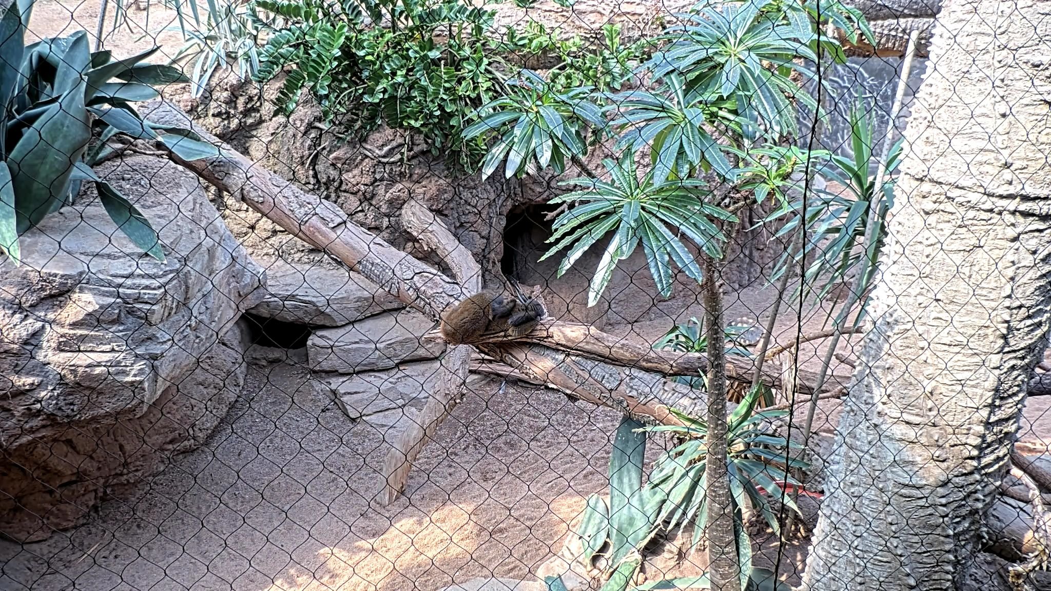 Mammal