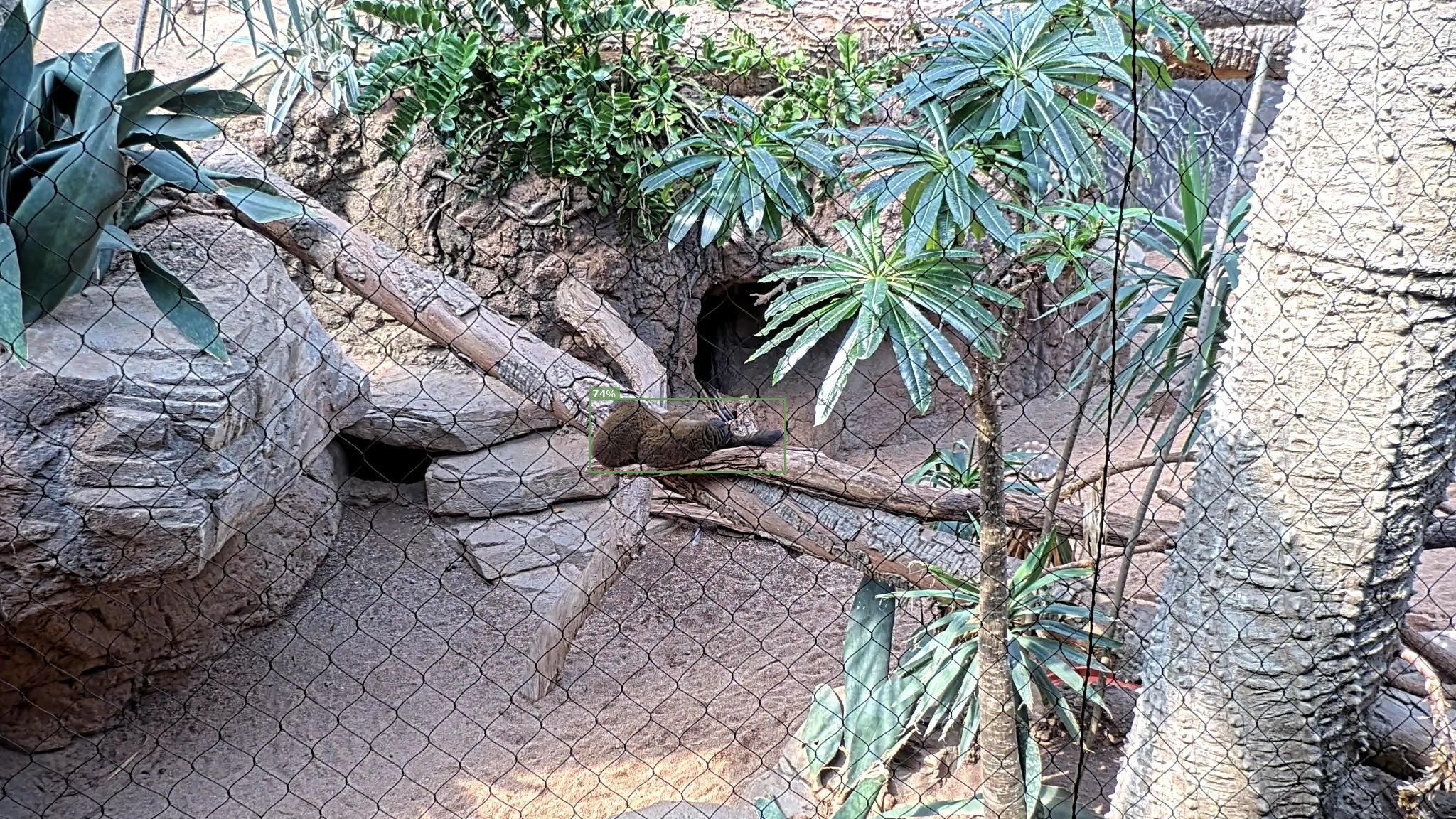 Mammal