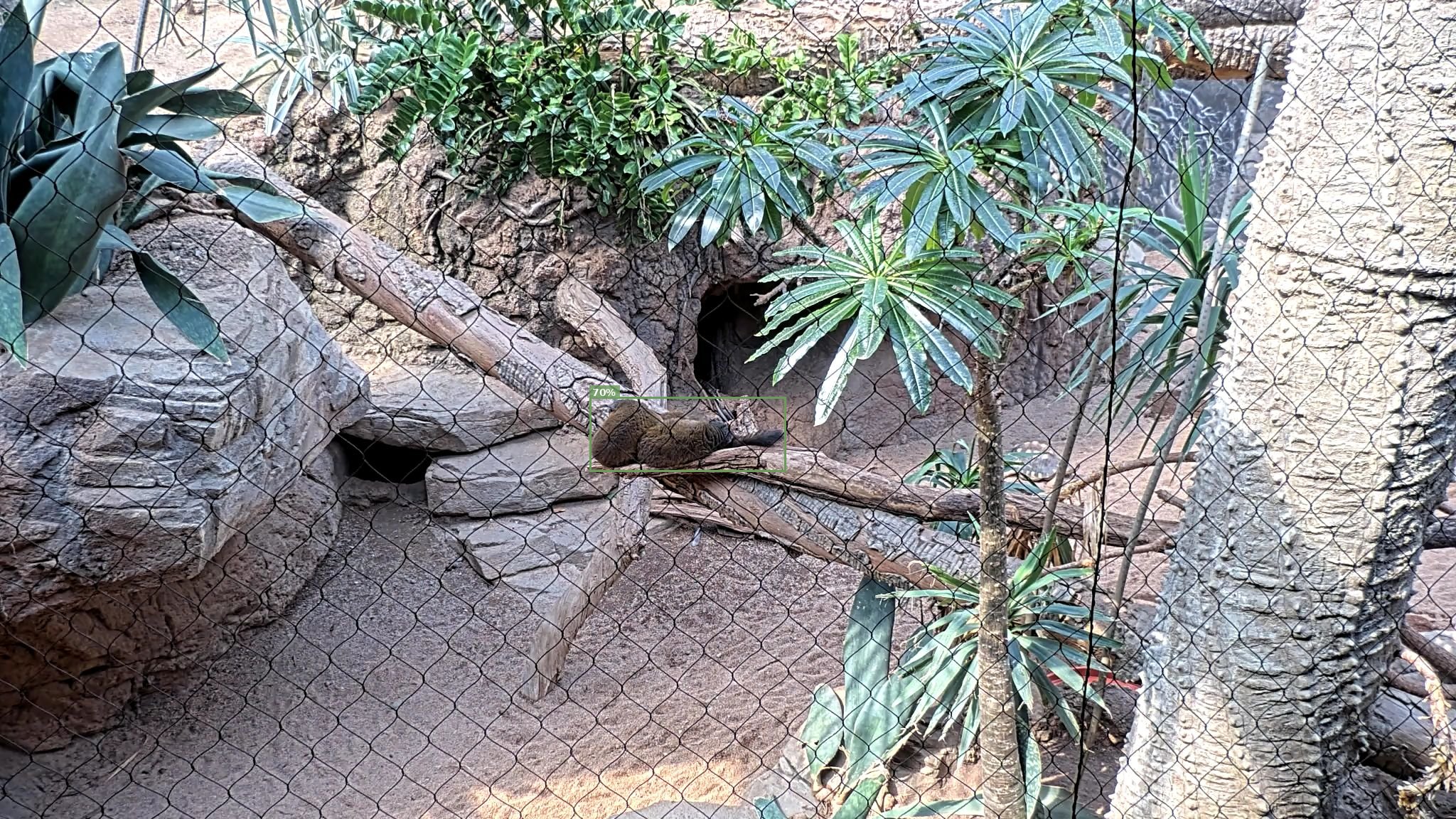 Mammal