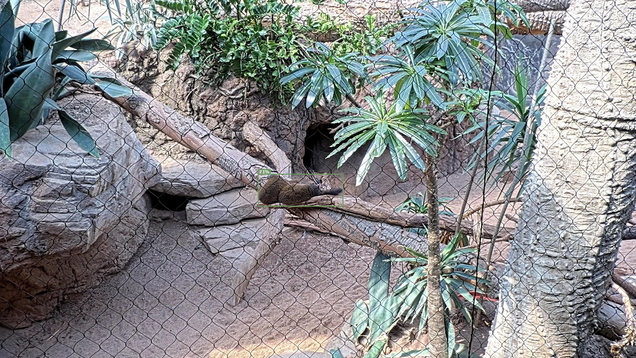 Mammal