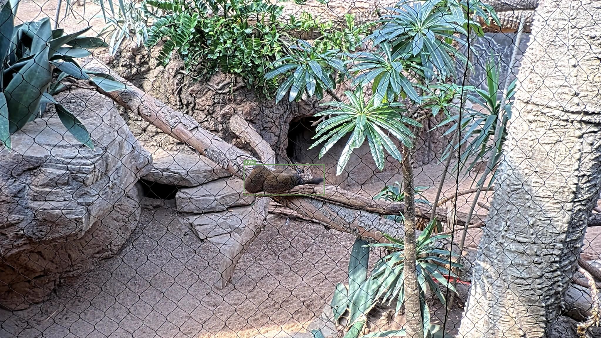 Mammal