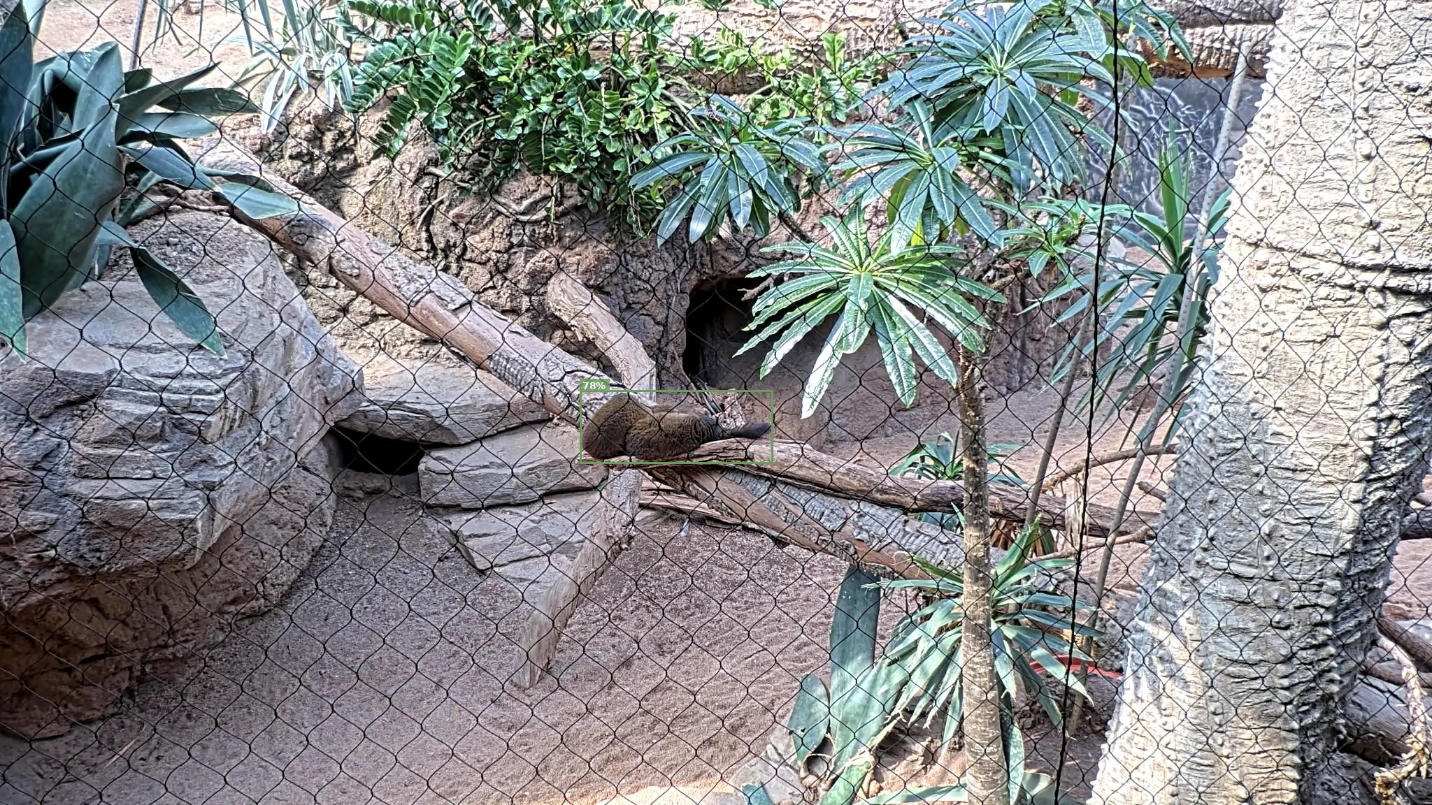 Mammal