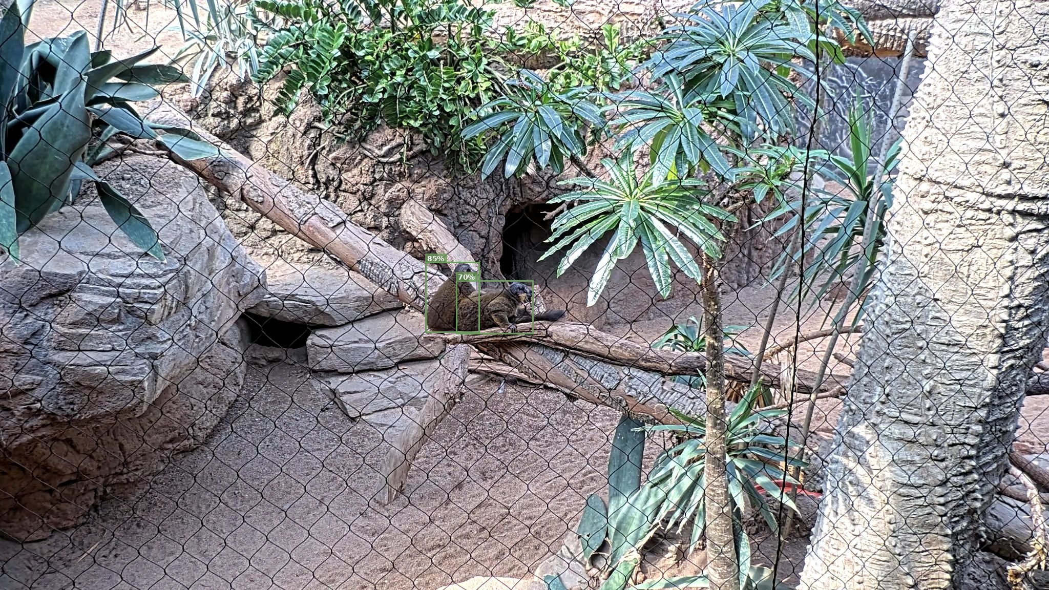 Mammal