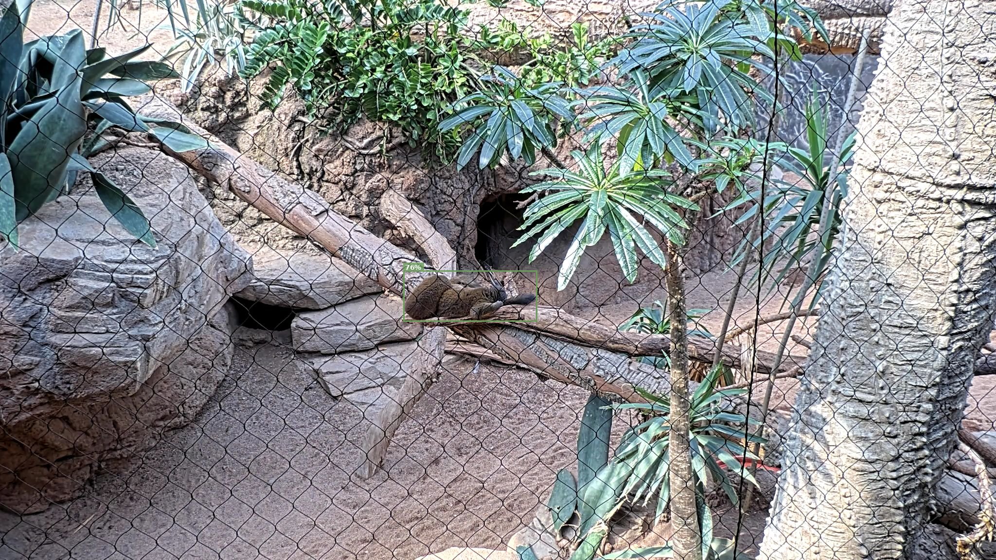 Mammal