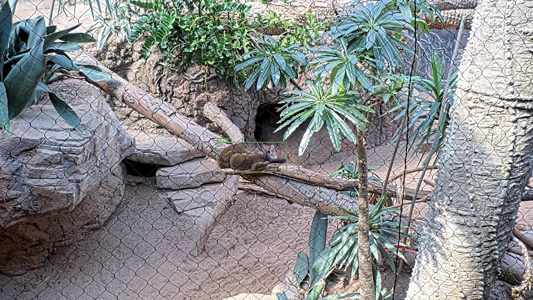 Mammal