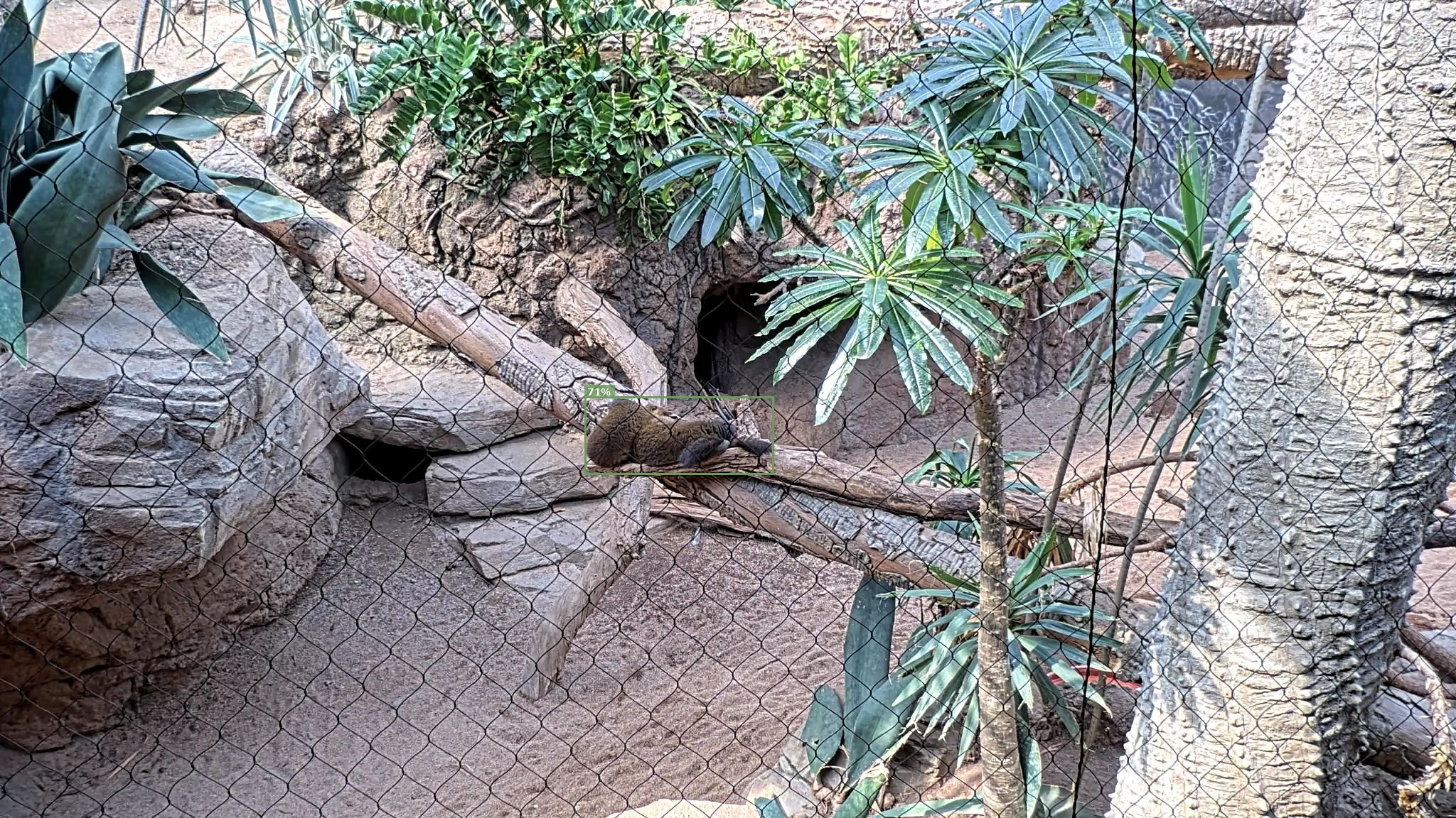 Mammal