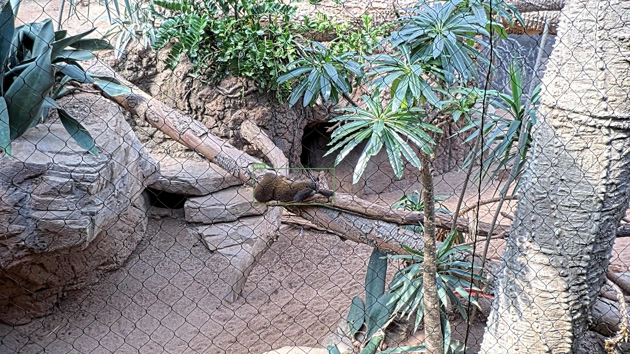 Rodent
