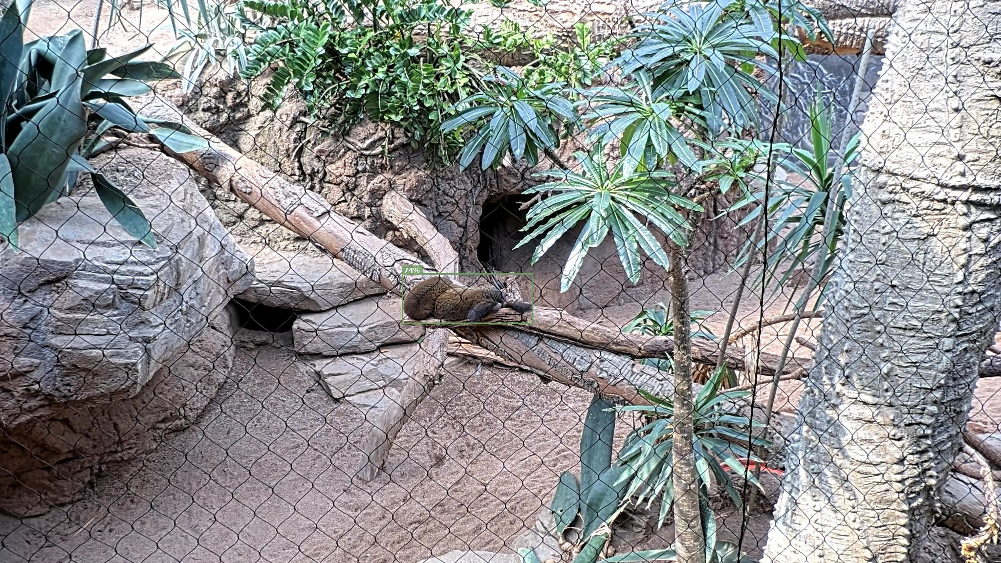 Mammal