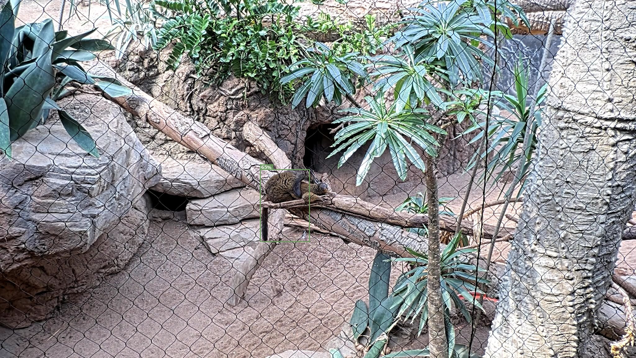 Mammal