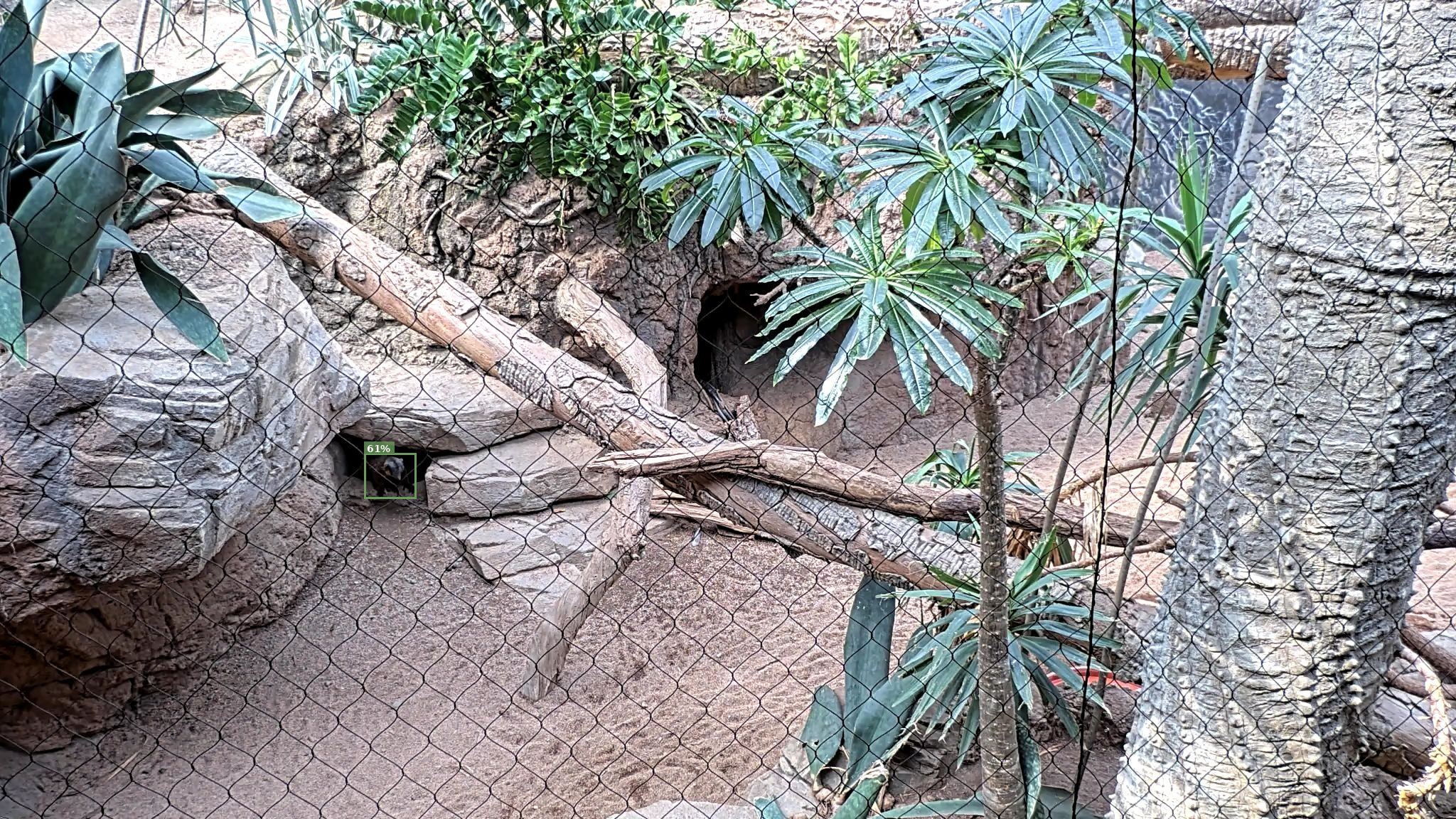 Mammal