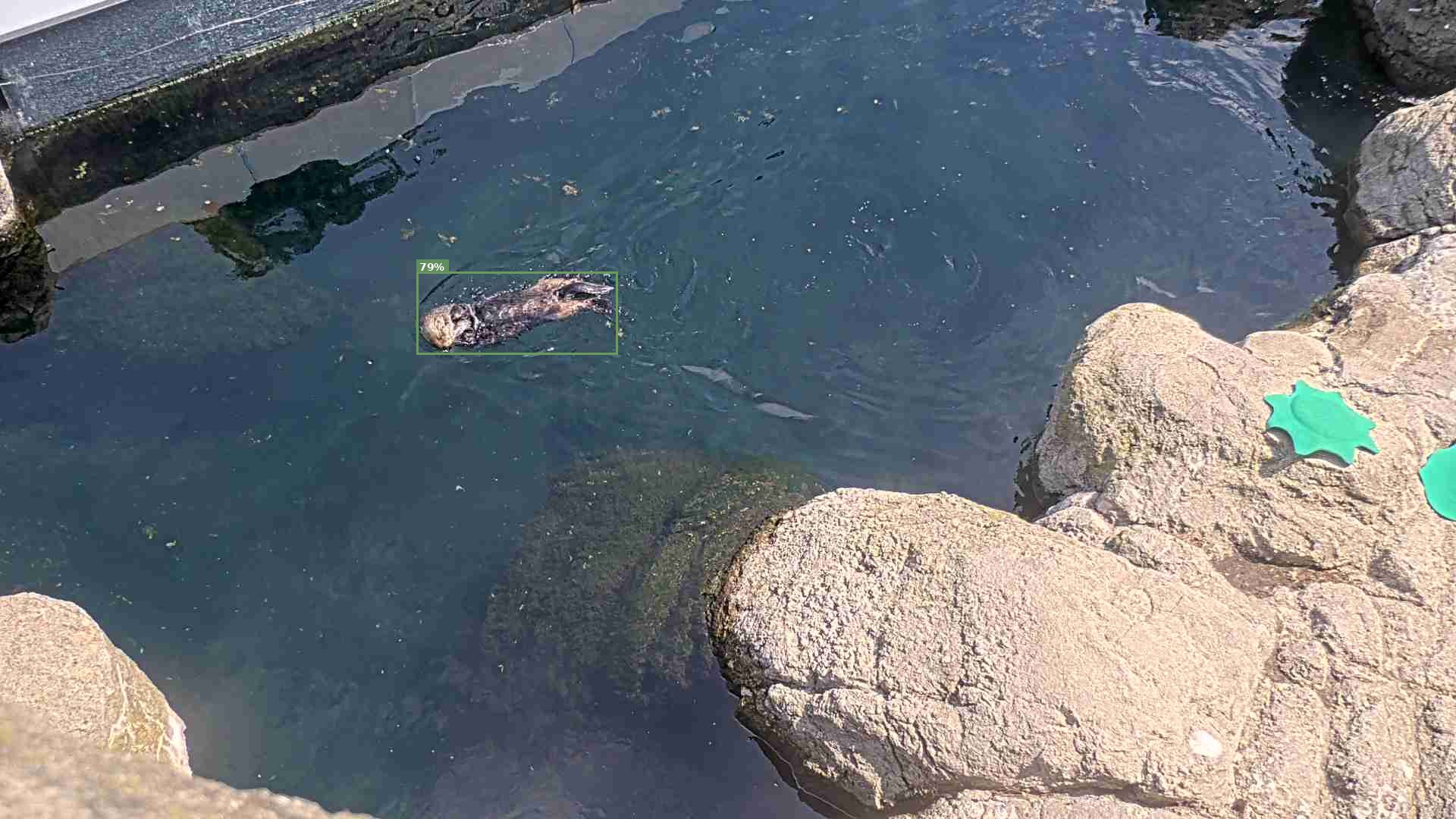 Mammal