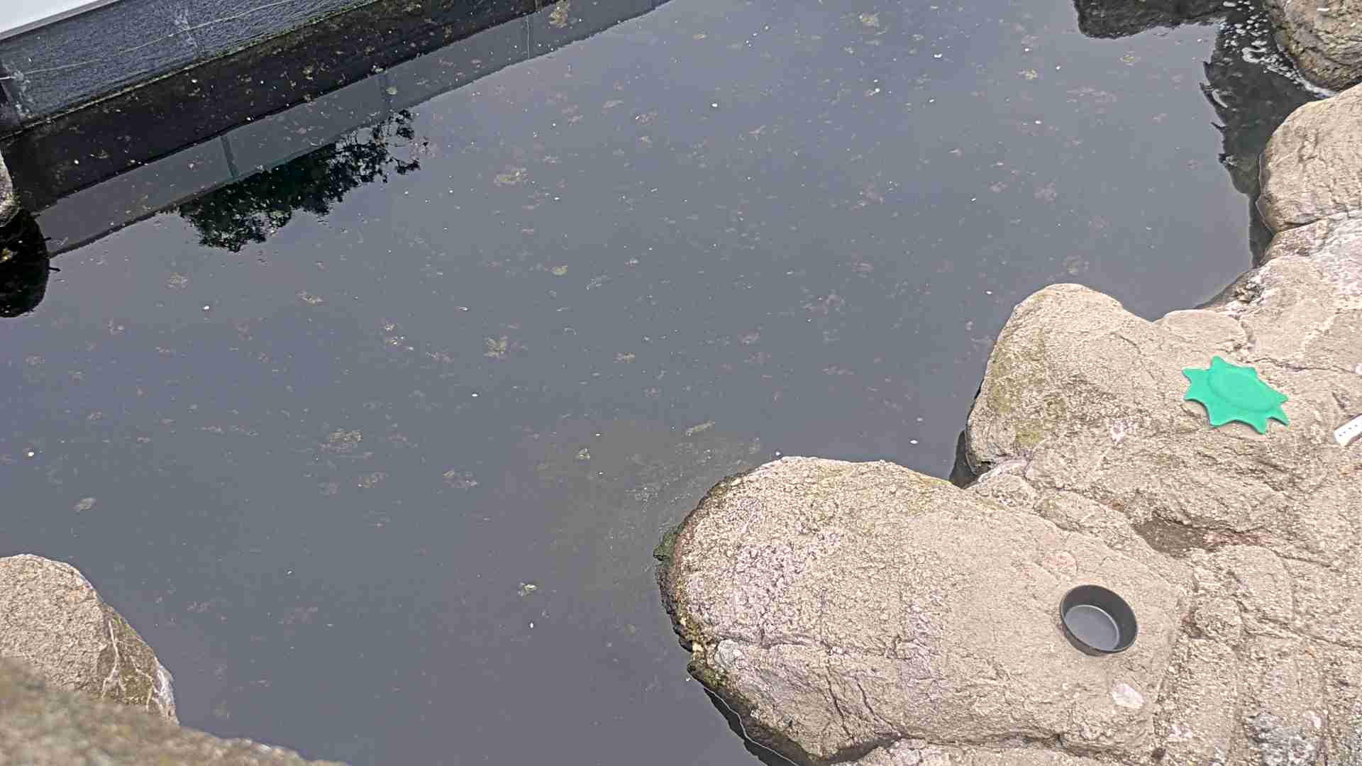 Sea Otters
