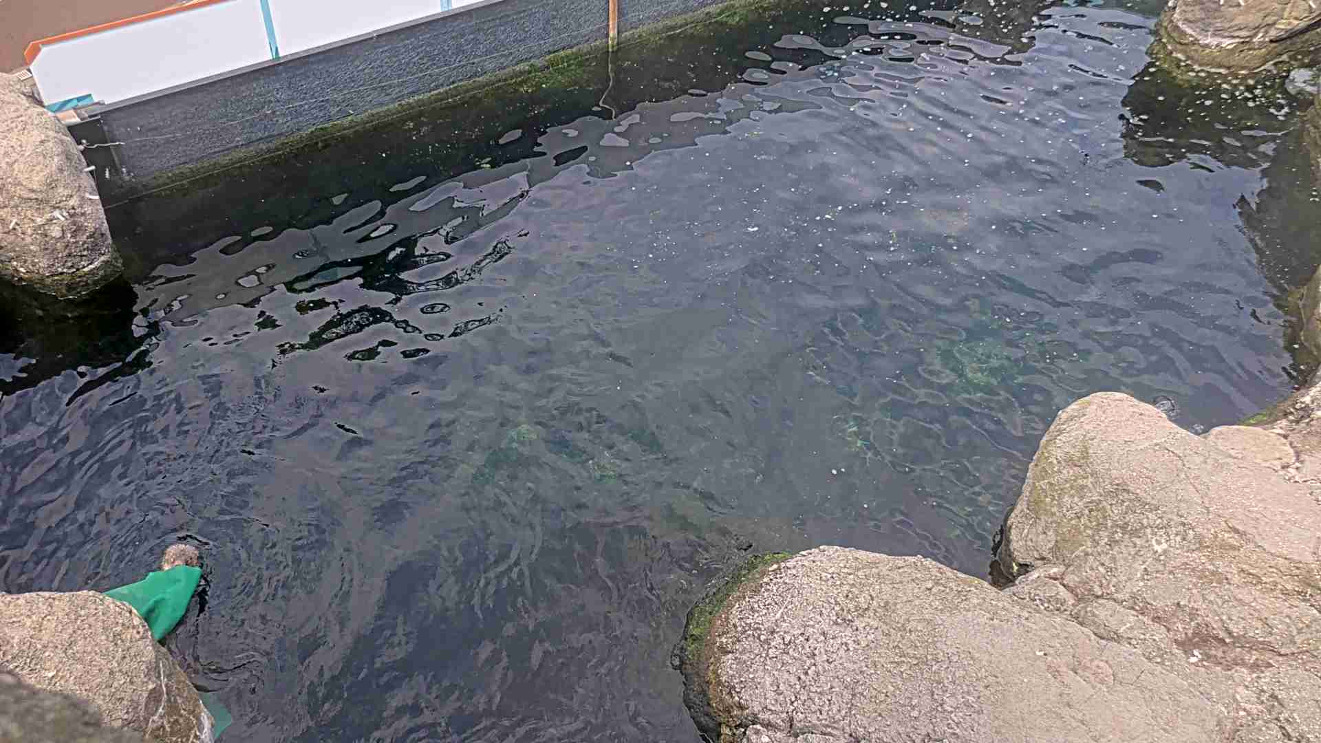 Sea Otters