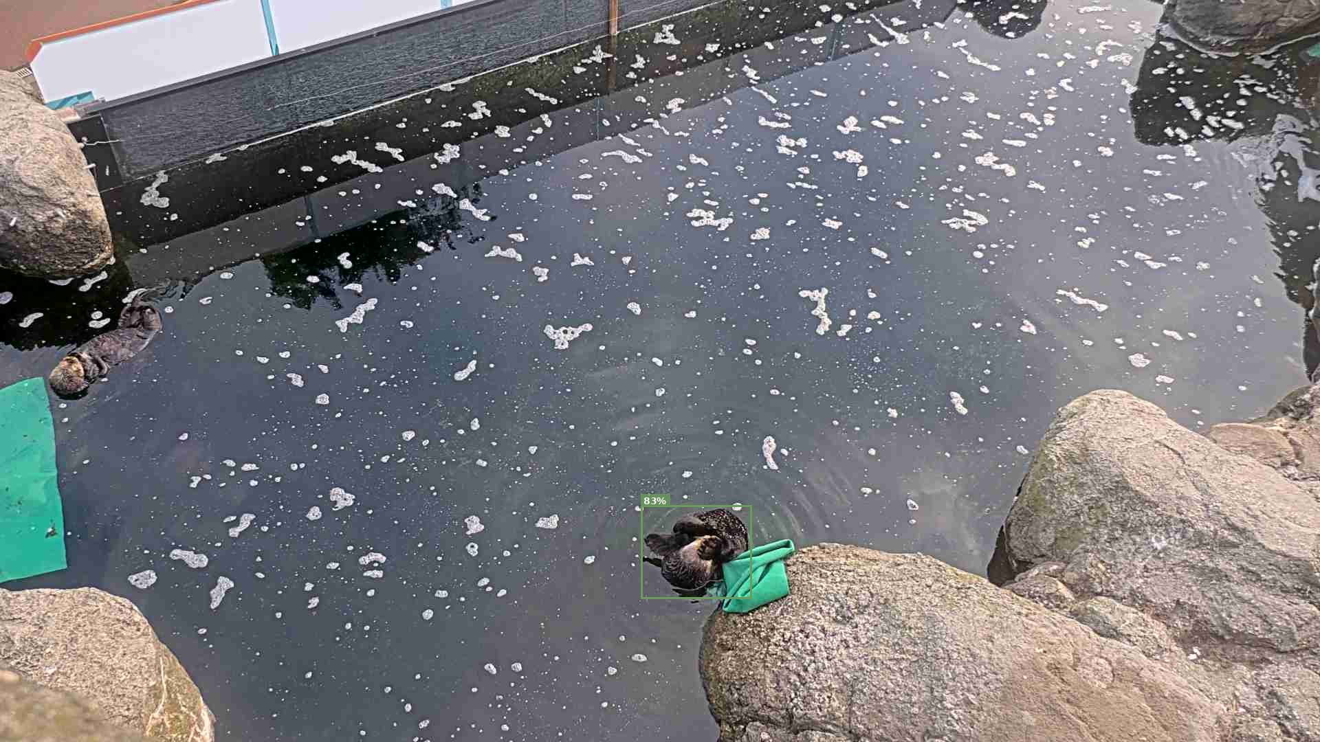 Mammal