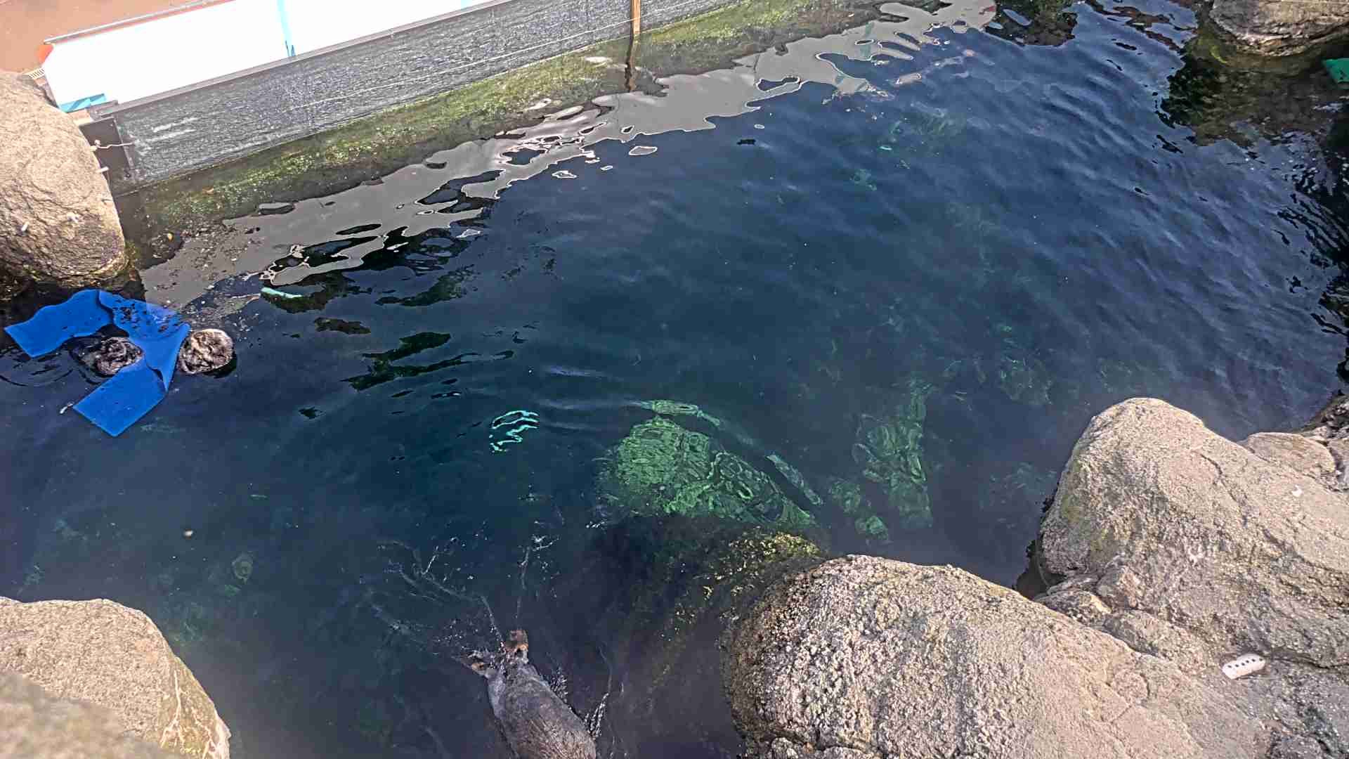 Sea Otters