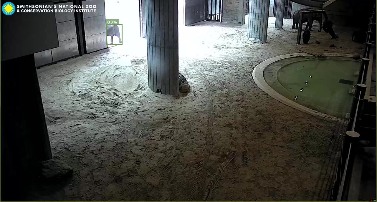 Mammal