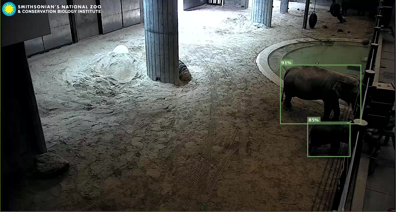 Mammal