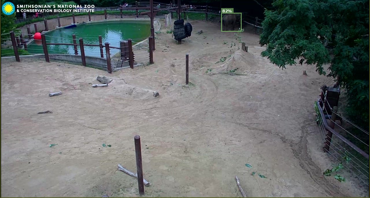 Elephant Cam