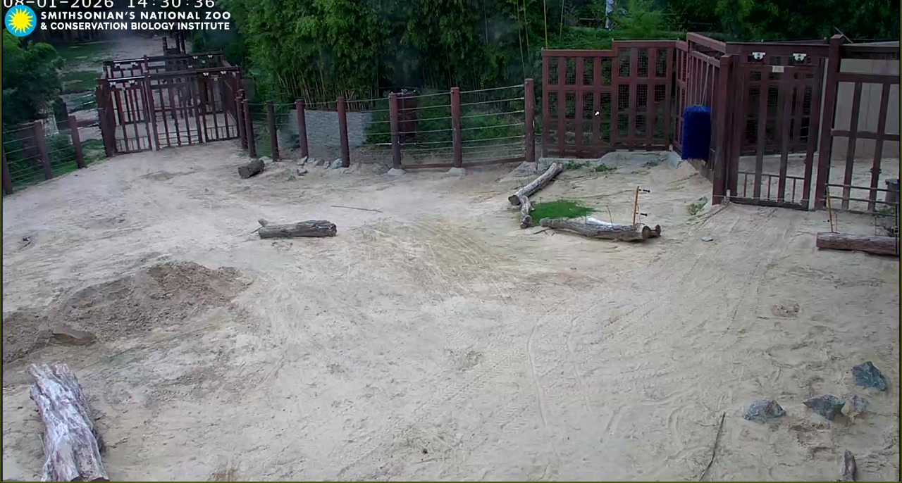 Elephant Cam