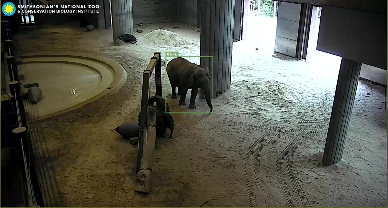 Elephant Cam
