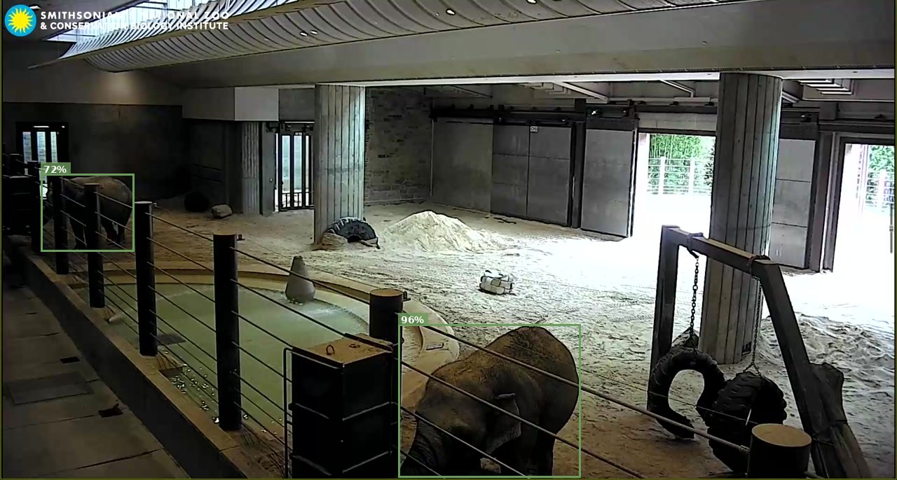 Elephant