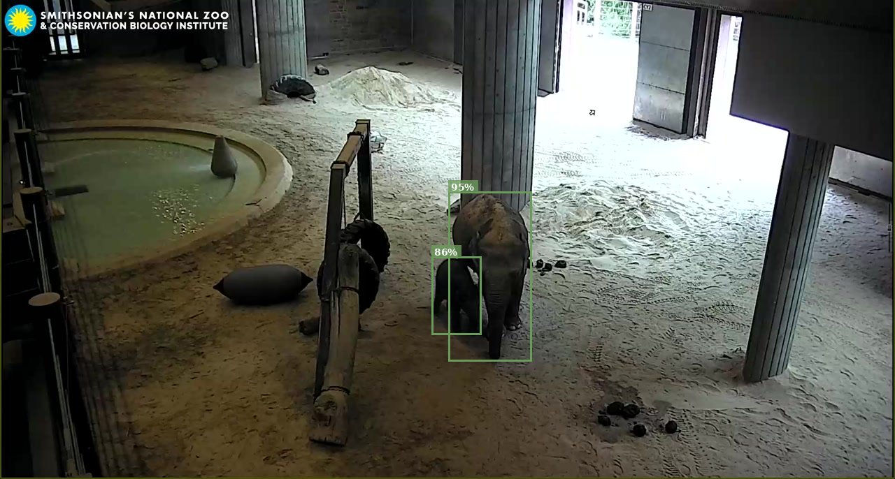 Elephant