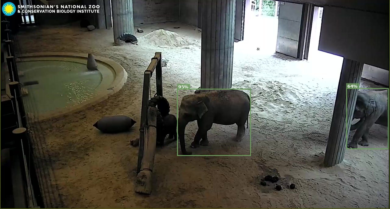 Elephant