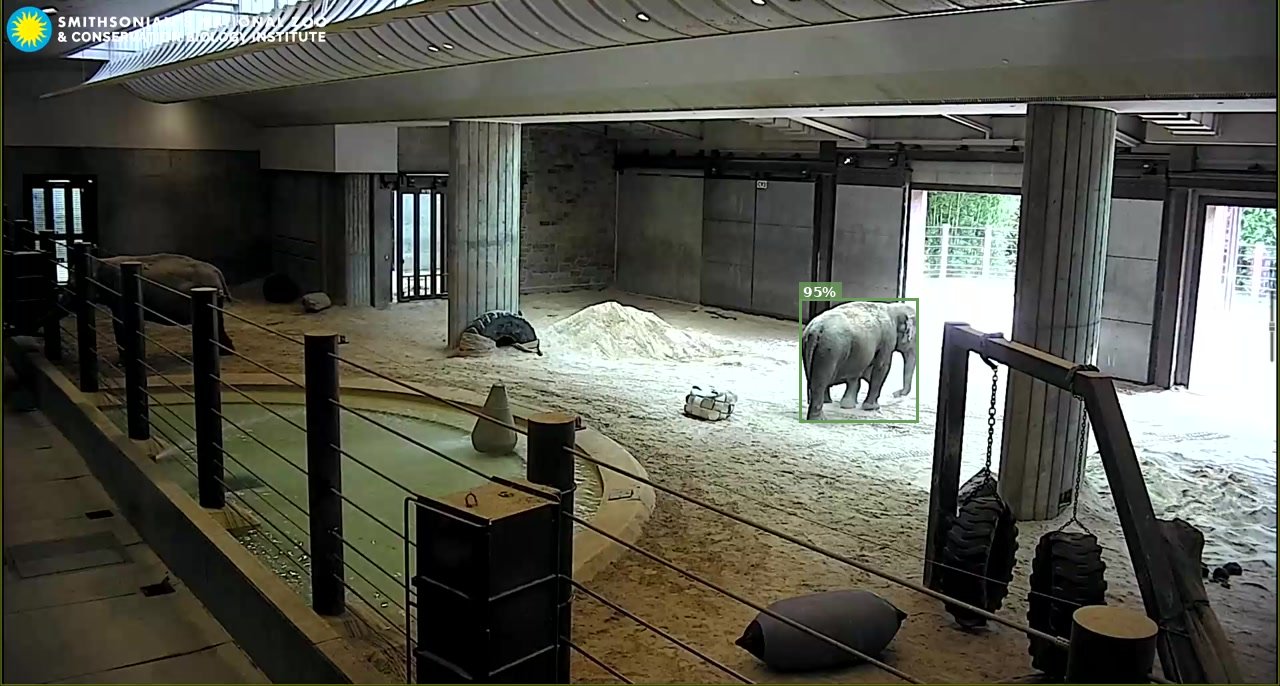 Elephant