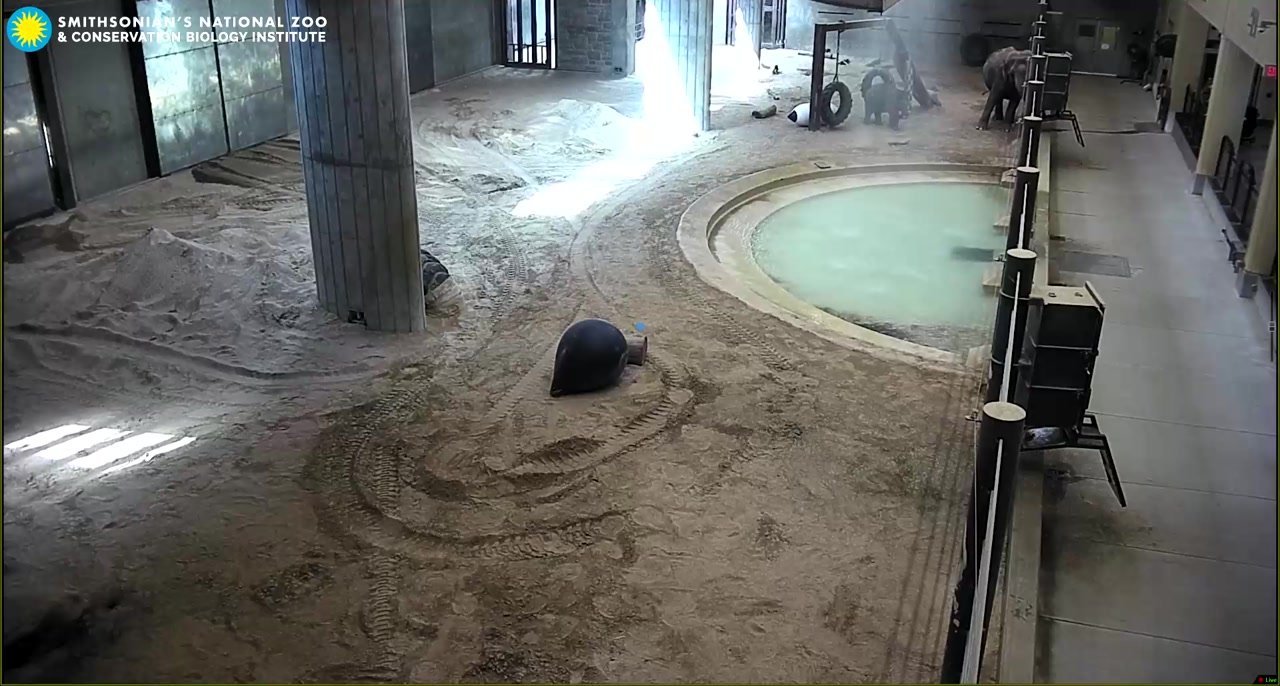 Elephant Cam