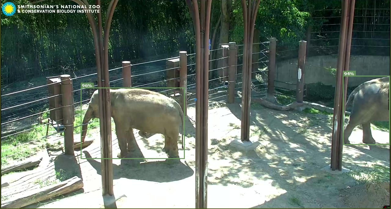 Elephant Cam