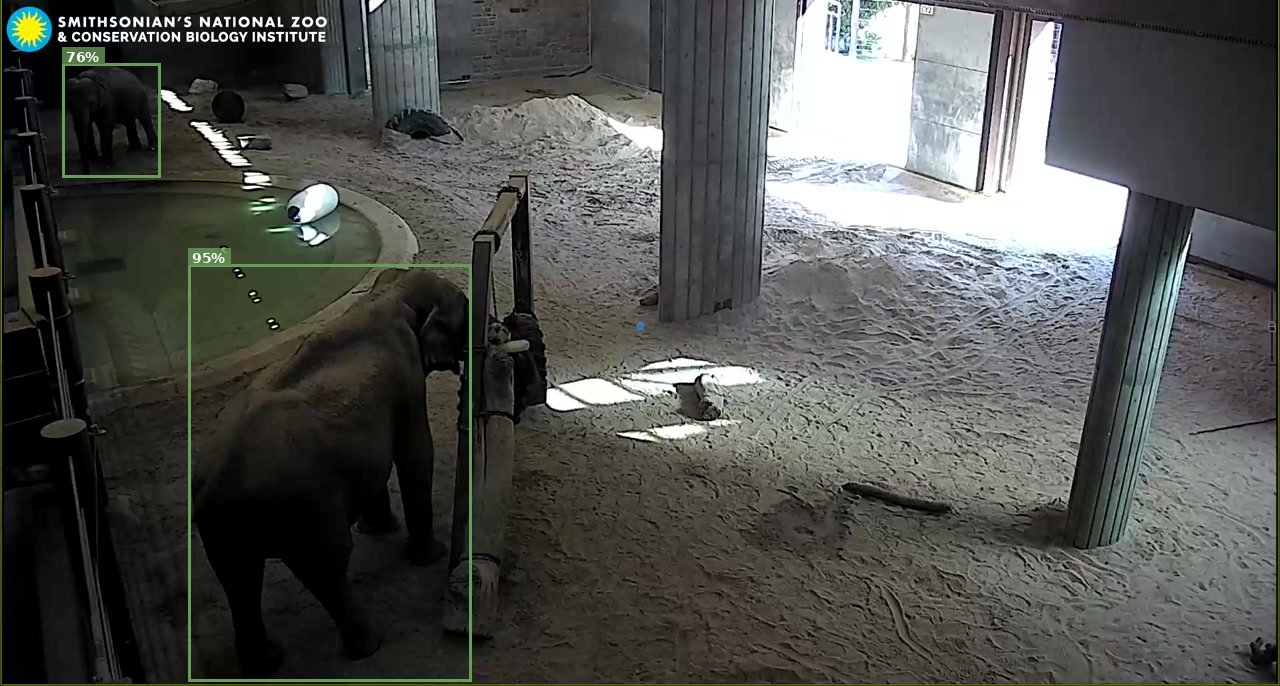 Elephant
