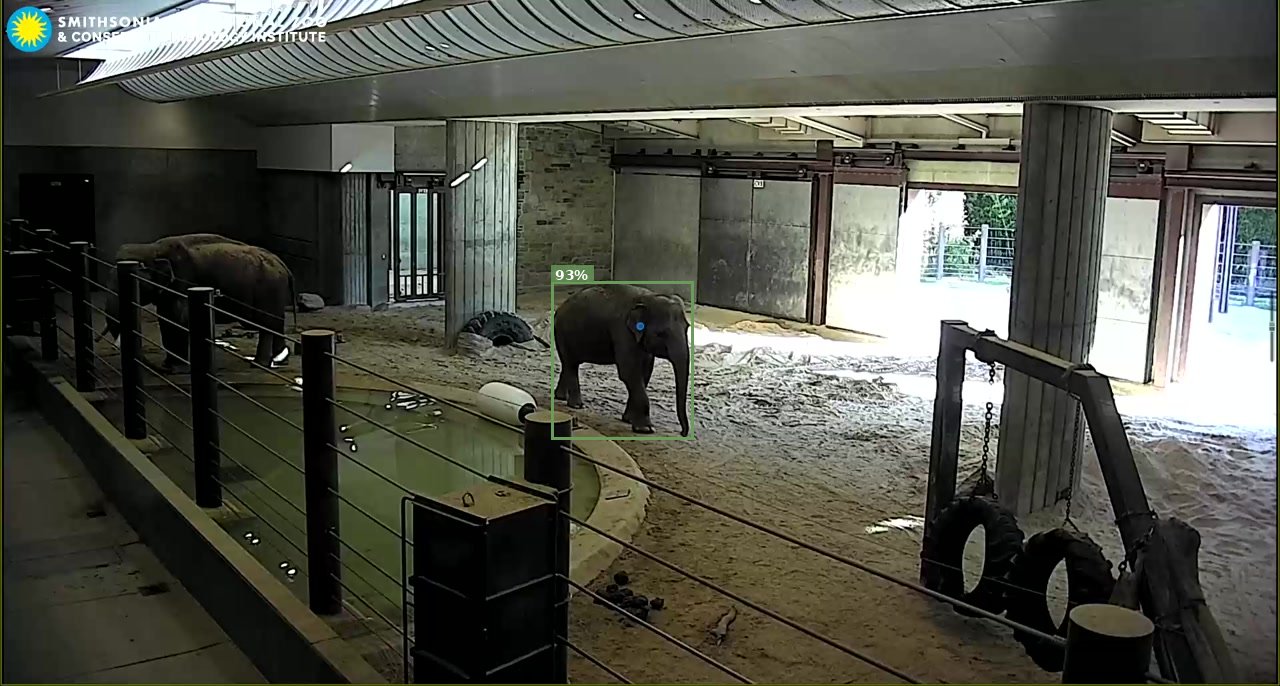 Elephant