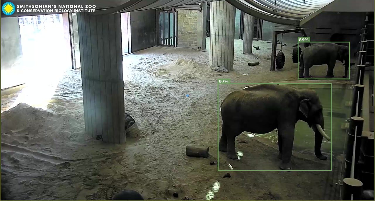 Elephant
