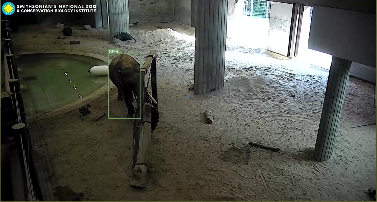 Elephant