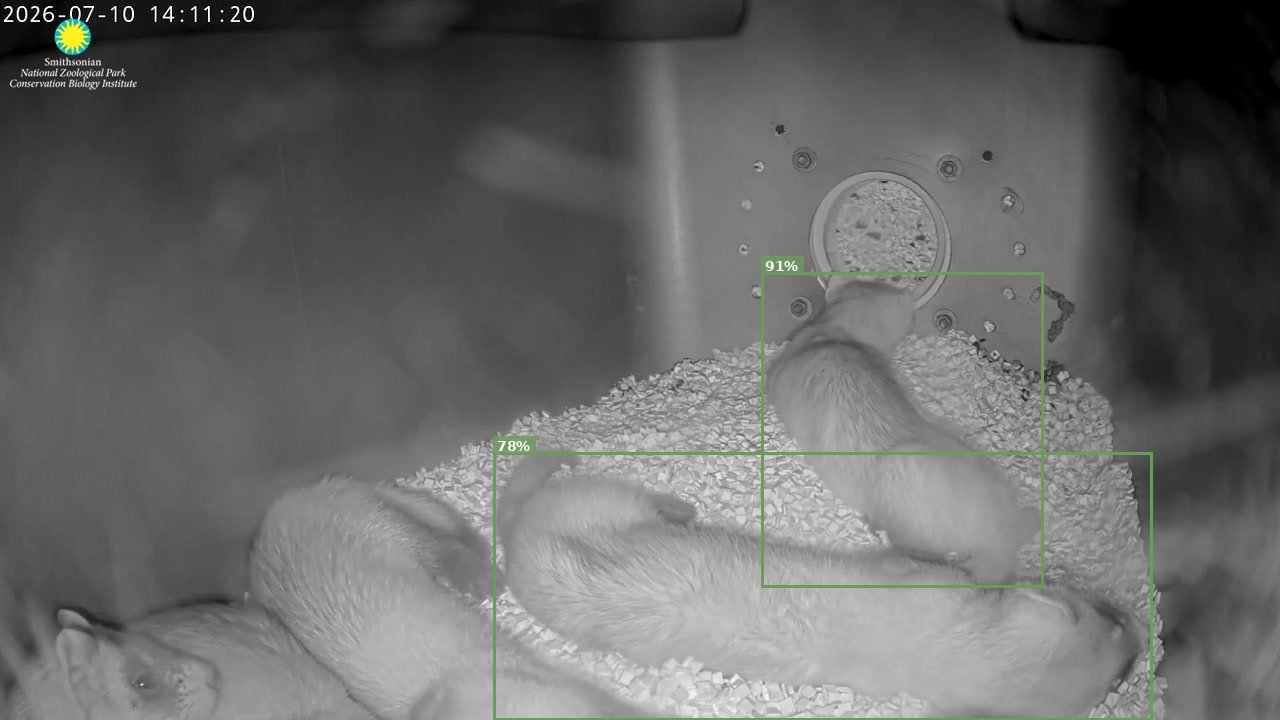 Black-footed Ferret Cam