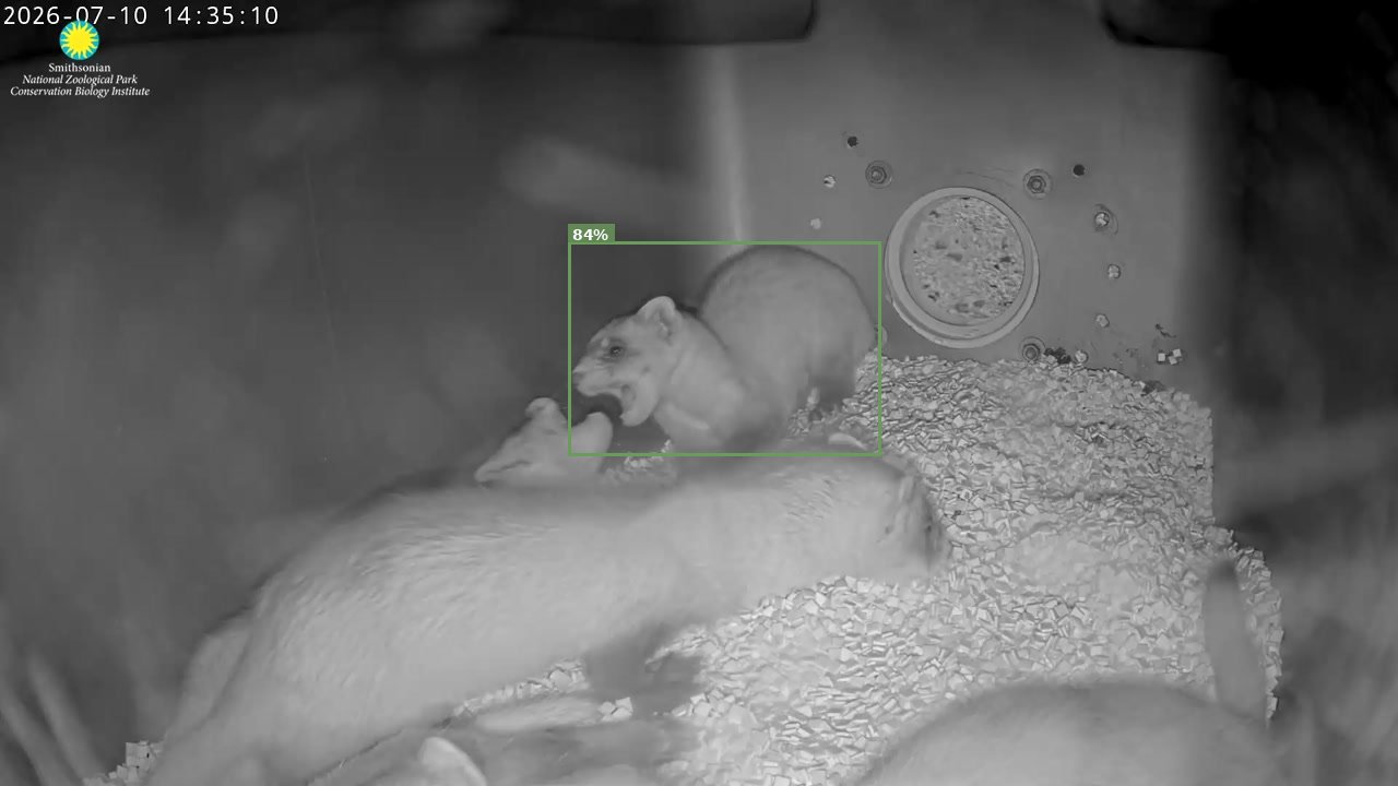 Mammal