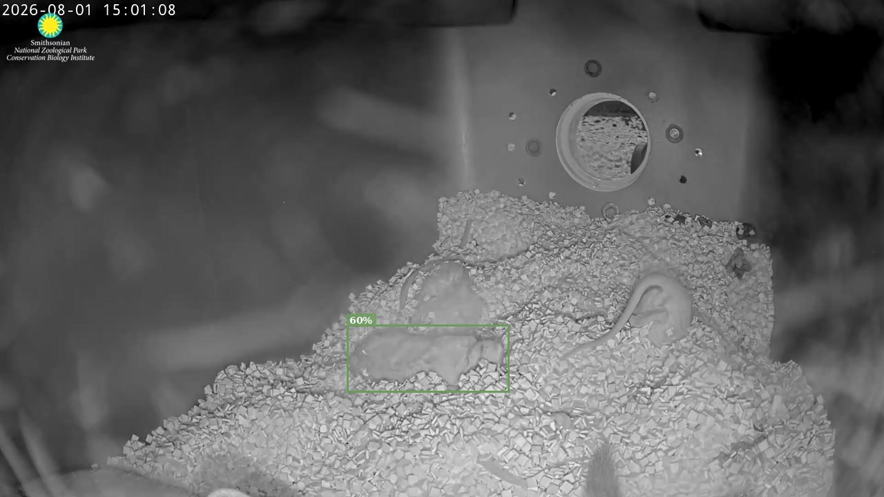 Black-footed Ferret Cam